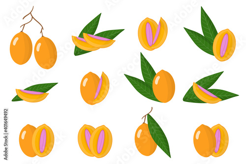 Set of illustrations with Maprang exotic fruits, flowers and leaves isolated on a white background.