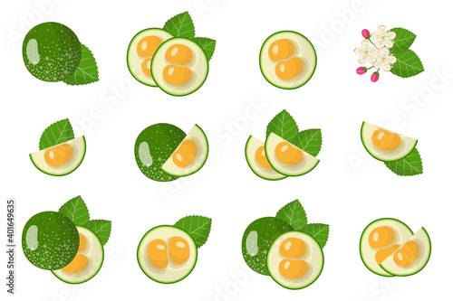 Set of illustrations with Pequi exotic fruits, flowers and leaves isolated on a white background. photo