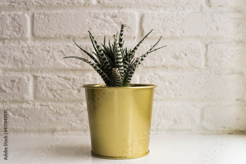 Cactus succulent on white table and white brick wallpaper background