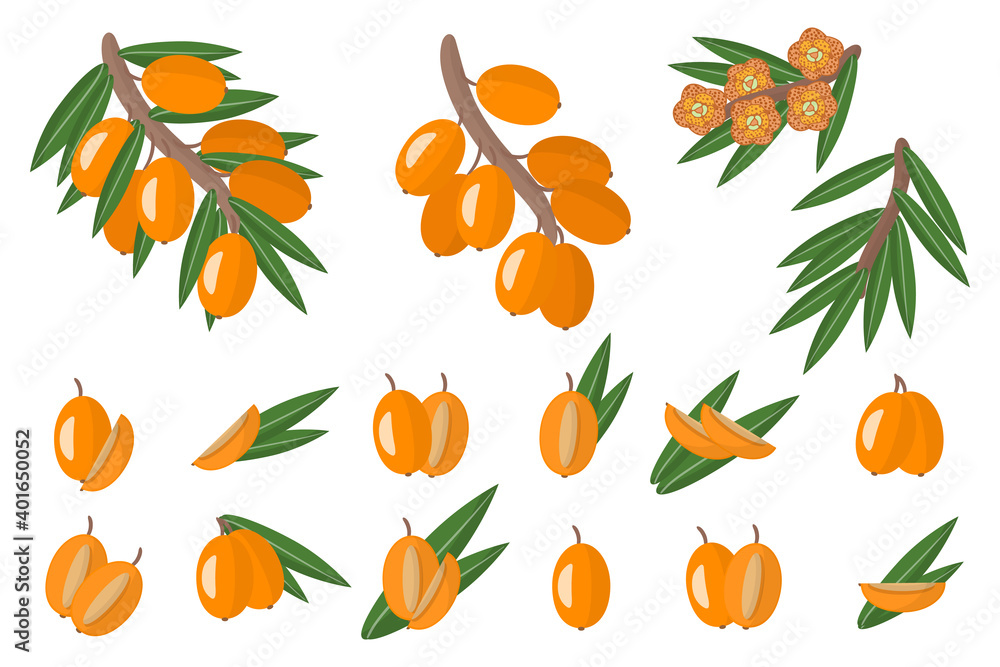 Set of illustrations with Sea buckthorn exotic fruits, flowers and leaves isolated on a white background. Set of illustrations with Sea buckthorn exotic fruits, flowers and leaves isolated on a white background.