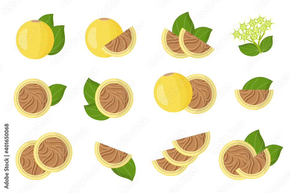 Set of illustrations with Strychnos spinosa exotic fruits, flowers and leaves isolated on a white background. Set of illustrations with Strychnos spinosa exotic fruits, flowers and leaves isolated on a white background.