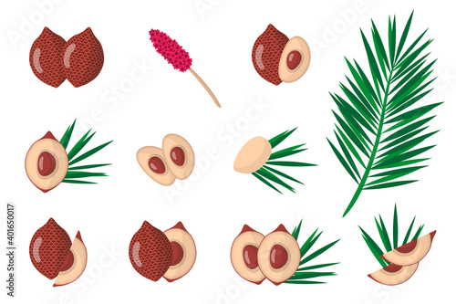 Set of illustrations with Salak exotic fruits, flowers and leaves isolated on a white background.