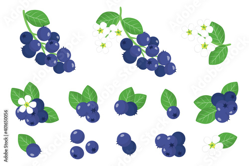 Set of illustrations with Shadberry exotic fruits, flowers and leaves isolated on a white background.