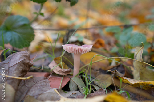 Wild mushroom in the forest