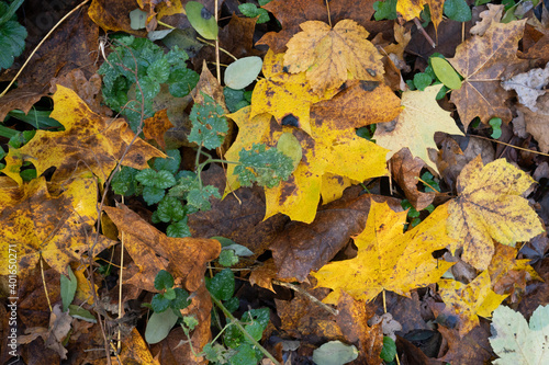 Leafs in the forest - background