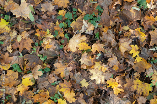 Leafs in the forest