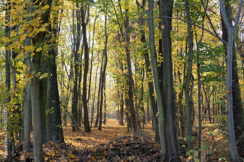 Path in the forest