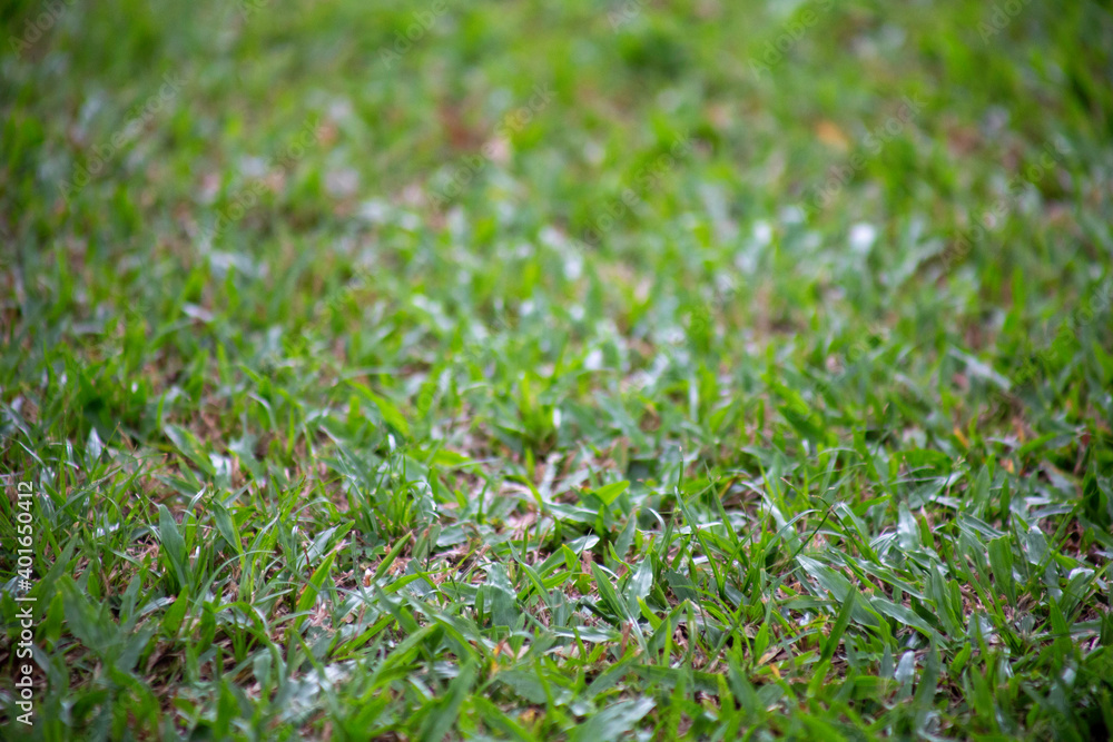 grass grass