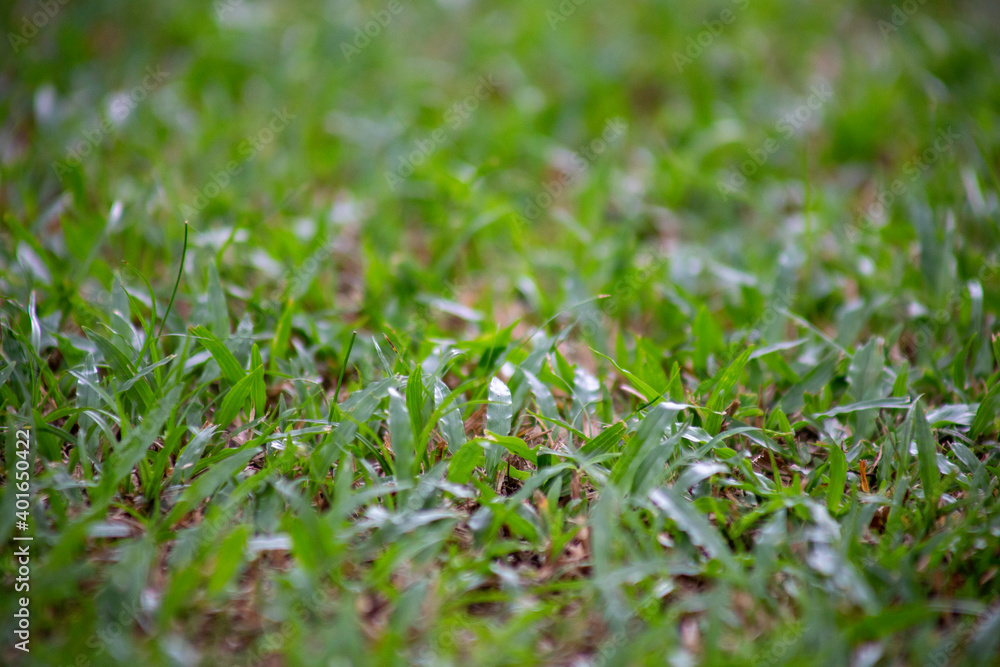 grass grass