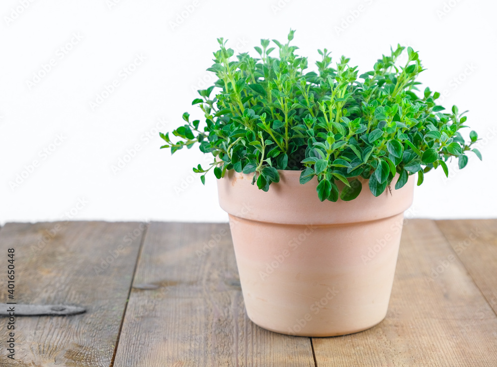 Oregano in a clay pot Oregano in a clay pot