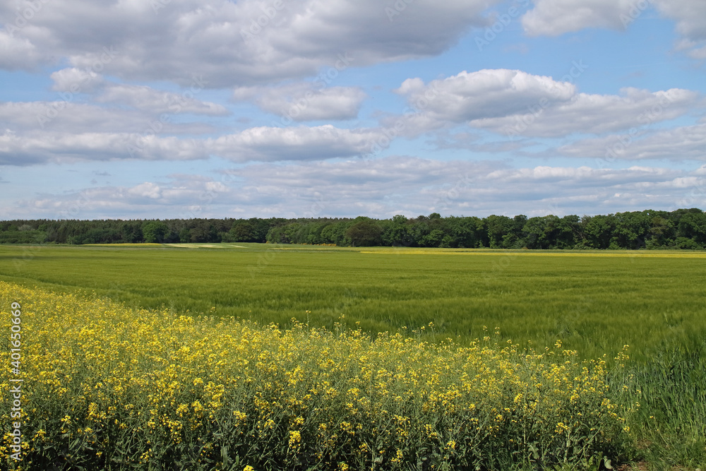 Rapslandschaft