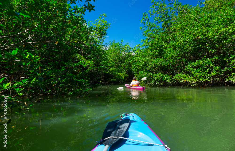Fototapeta premium Mangrove, Puerto Jiménez, Golfo Dulce, Osa Peninsula, Costa Rica, Central America, America