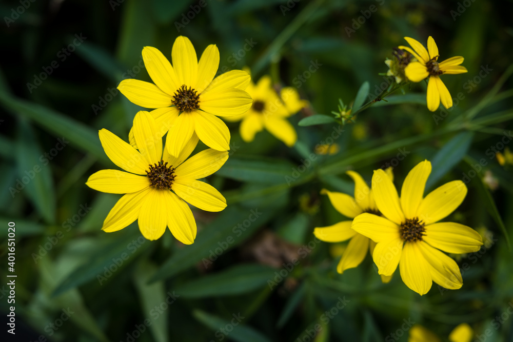 Obraz premium Yellow Daisy type Flower Surrounded by Green Leaves