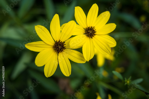 Yellow Daisy type Flower Surrounded by Green Leaves