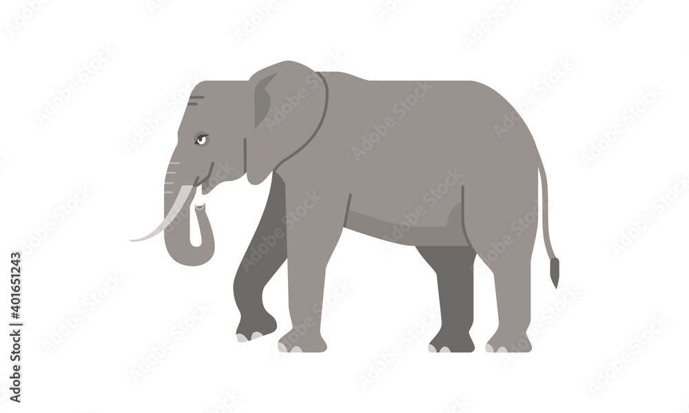 Obraz premium Wild animal african elephant the largest mammal on earth, most often living in savannas, grasslands, and forests, flat vector illustration isolated on white background