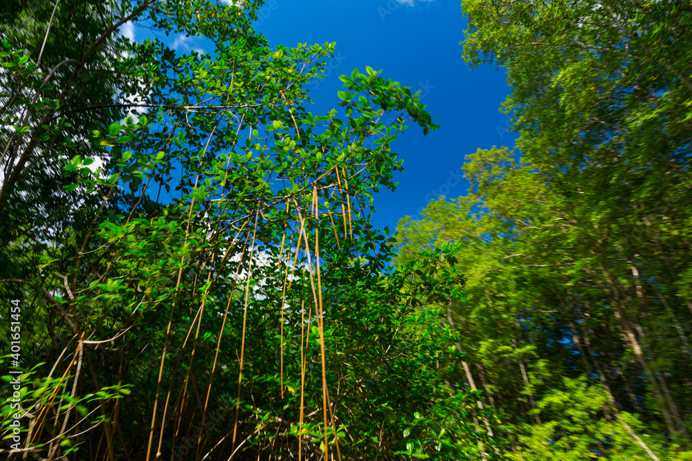 Mangrove, Puerto Jiménez, Golfo Dulce, Osa Peninsula, Costa Rica, Central America, America Mangrove, Puerto Jiménez, Golfo Dulce, Osa Peninsula, Costa Rica, Central America, America