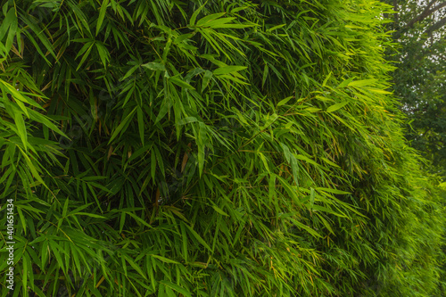 bamboo leave background