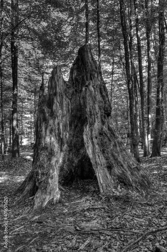 Rest of an old tree at Grosser Falkenstein in Bavarian Forest National Park in Bavaria, Germany, Europe 