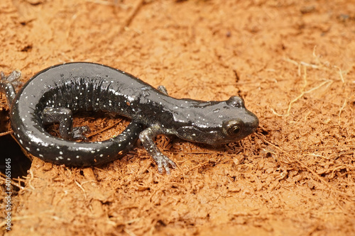 Aneides flavipunctatus - Black Salamander photo