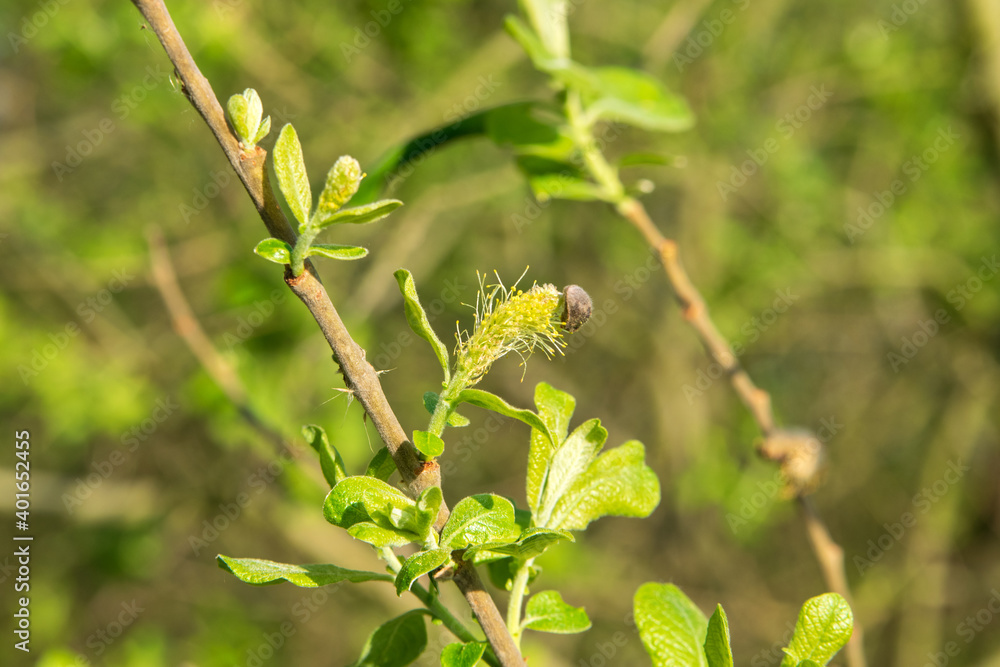 leaves on a branch leaves on a branch