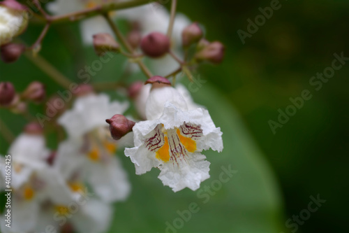 Common catalpa photo