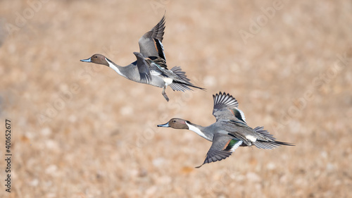 pintail duck flying