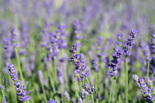 Lavender Essence Purple © nahhan