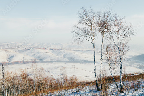 Winter landscape-birch trees on a snow-covered hill.