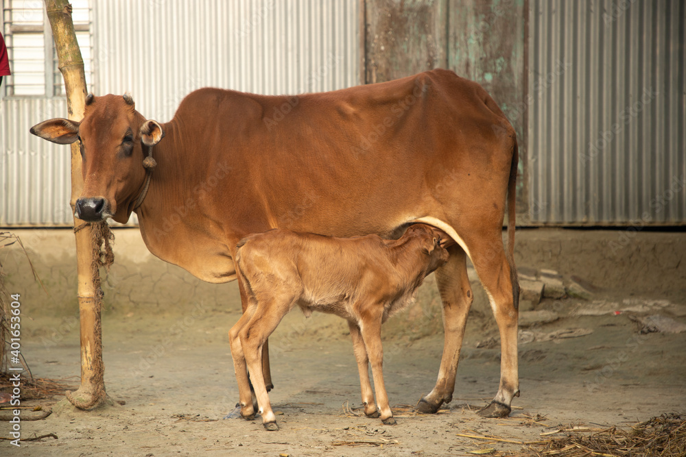 cow and calf in the farm