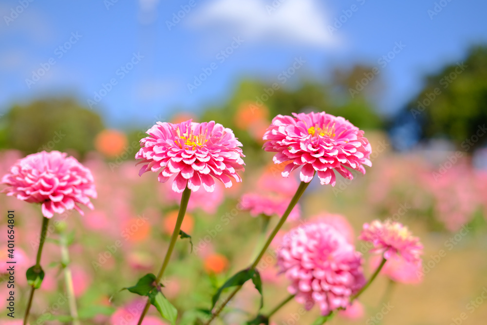 Obraz premium pink zinnia flower in meadow field
