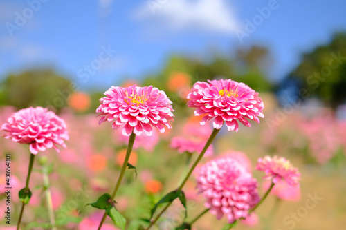 pink zinnia flower in meadow field