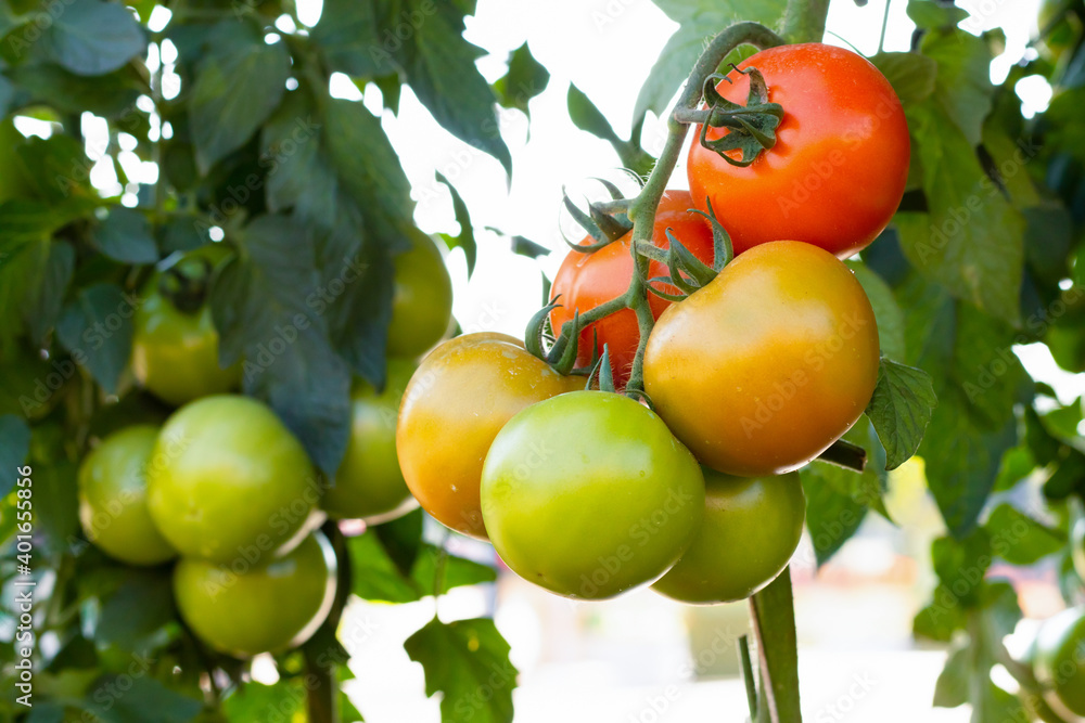 Tomato plantation with many of raw and ripe tomatoes hanging on the plant