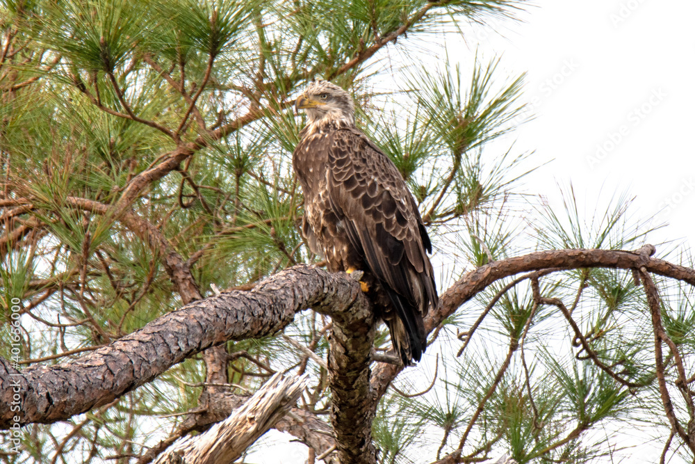 Bald Eagle (Immature) Bald Eagle (Immature)