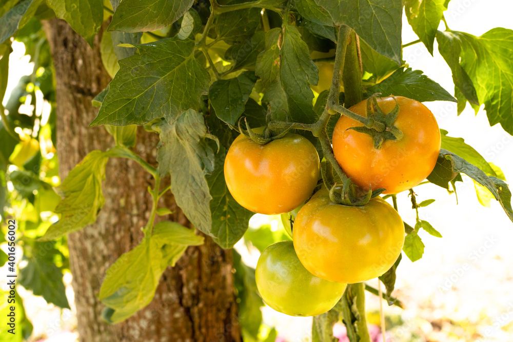Tomato plantation with many of raw and ripe tomatoes hanging on the plant