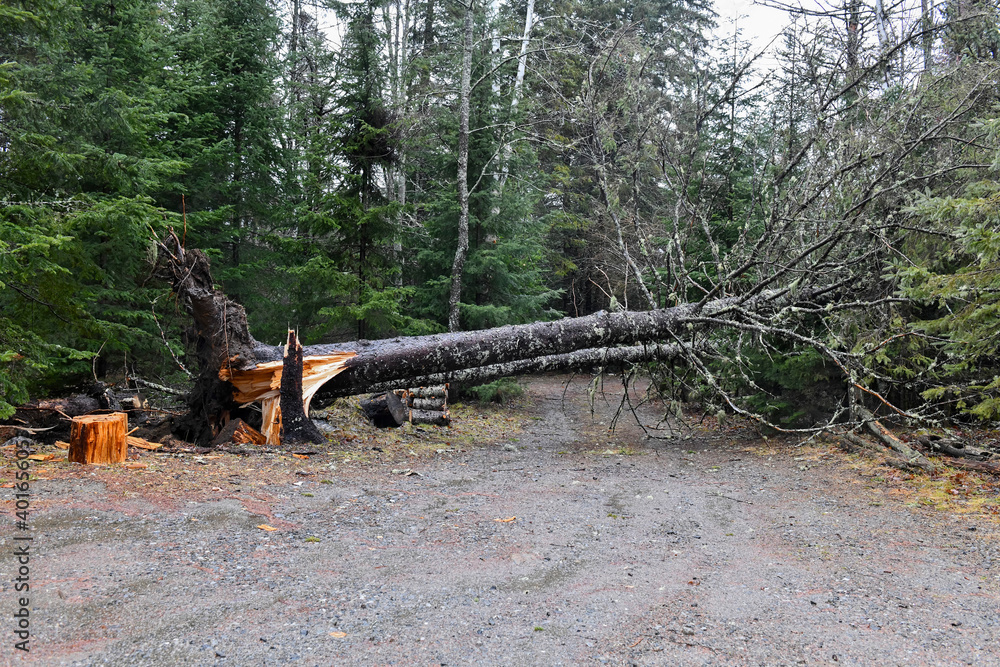 Large fallen trees blown down from recent wind storm Large fallen trees blown down from recent wind storm