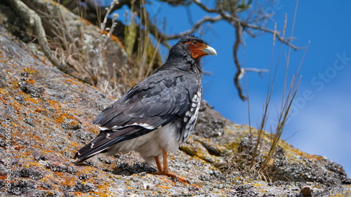 Carunculated caracara (Phalcoboenus carunculatus) perched on a rock outcropping in the Antisana Ecological Reserve, outside of Quito, Ecuador photo