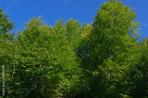 Green leafy trees and blue sky. © urbextr