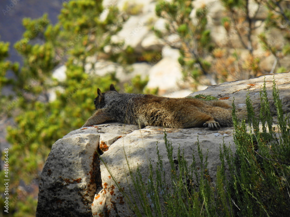 Fototapeta premium Eichhörnchen am Grand Canyon 