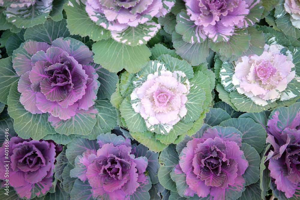 ornamental cabbages decorating in garden. decorative cabbage plant ornamental cabbages decorating in garden. decorative cabbage plant