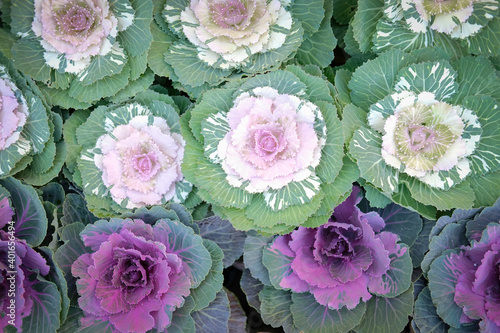 ornamental cabbages decorating in garden. decorative cabbage plant