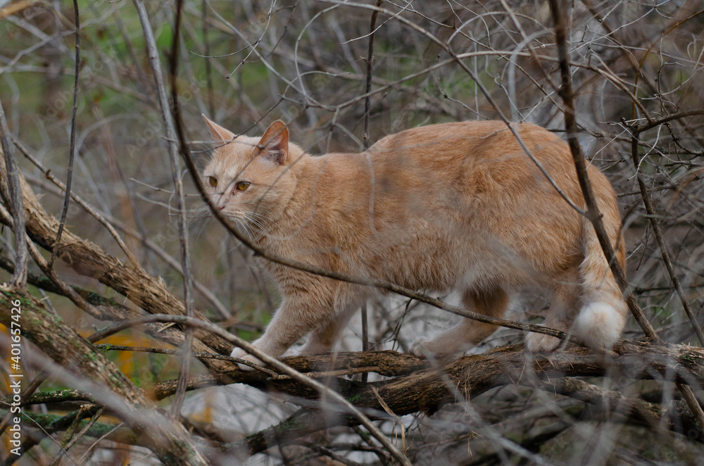 Fototapeta premium A ginger cat climbs a tree. Street homeless cat.