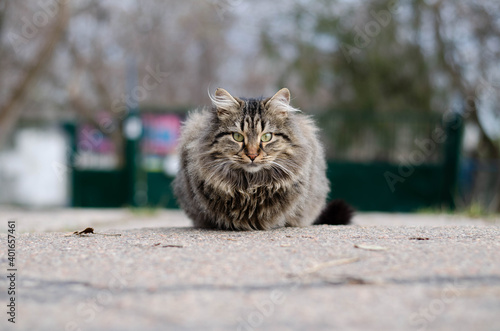 Spotted street cat walks. City yard cat on the grass.
