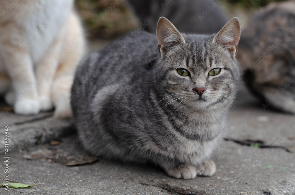 A gray cat walks down the street. Street, yard cat. A gray cat walks down the street. Street, yard cat.