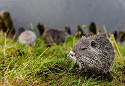 Bild auf Leinwand nutria is eating grass
