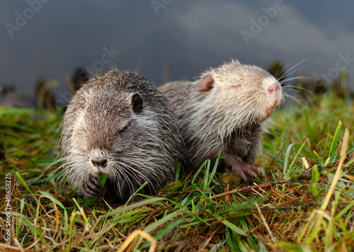 Foto nutria is eating grass