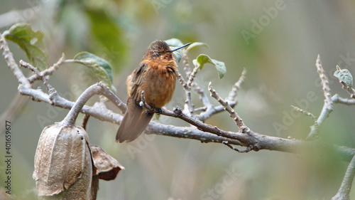 Shining sunbeam (Aglaeactis cupripennis) perched on a twig in the Antisana Ecological Reserve, outside of Quito, Ecuador photo