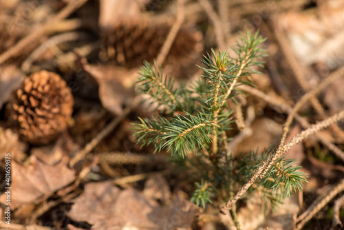 Pine Tree Seedling © JOHN