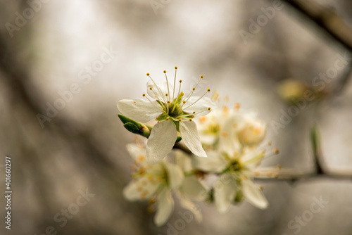 Obraz na płótnie Blackthorn Flowers