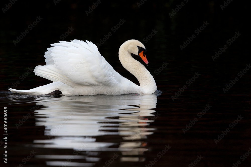 Fototapeta premium An adult mute swan (Cygnus olor) swimming and foraging in the dark .