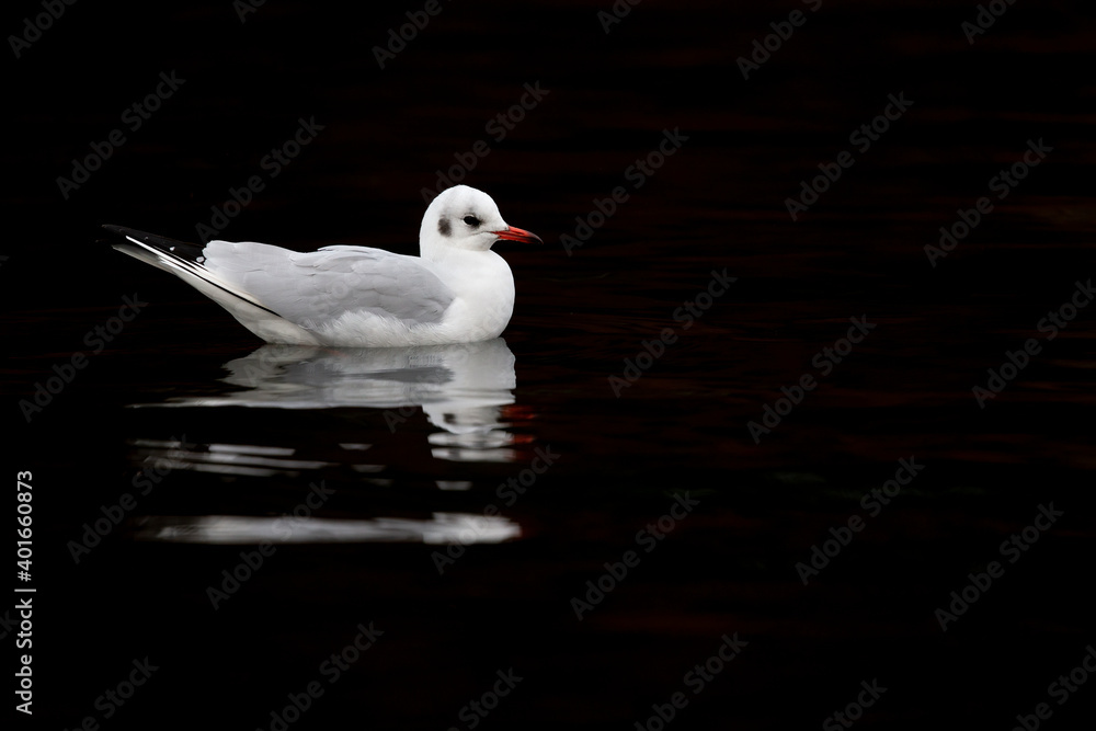 A black-headed gull (Chroicocephalus ridibundus) swimming and forgaging in the dark. A black-headed gull (Chroicocephalus ridibundus) swimming and forgaging in the dark.